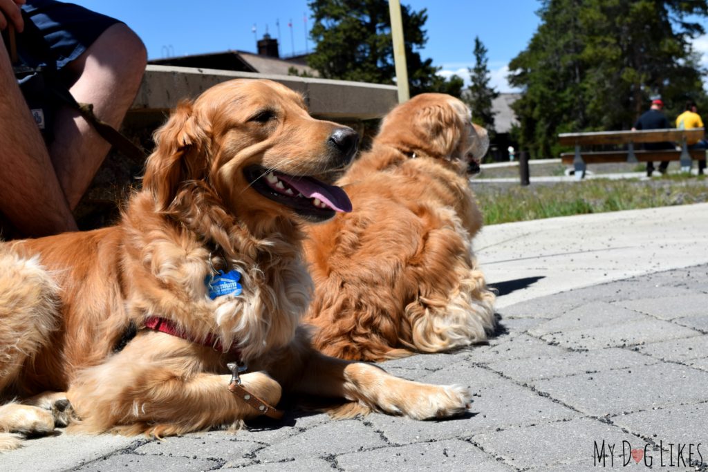 Our dogs at Yellowstone during our cross country road trip