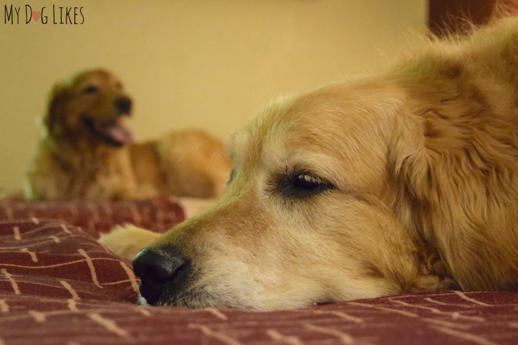 Our dogs making themselves at home at the Red Roof Inn