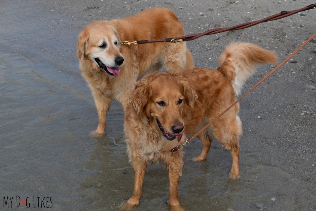 Letting the dogs get their feet wet at Myrtle Beach