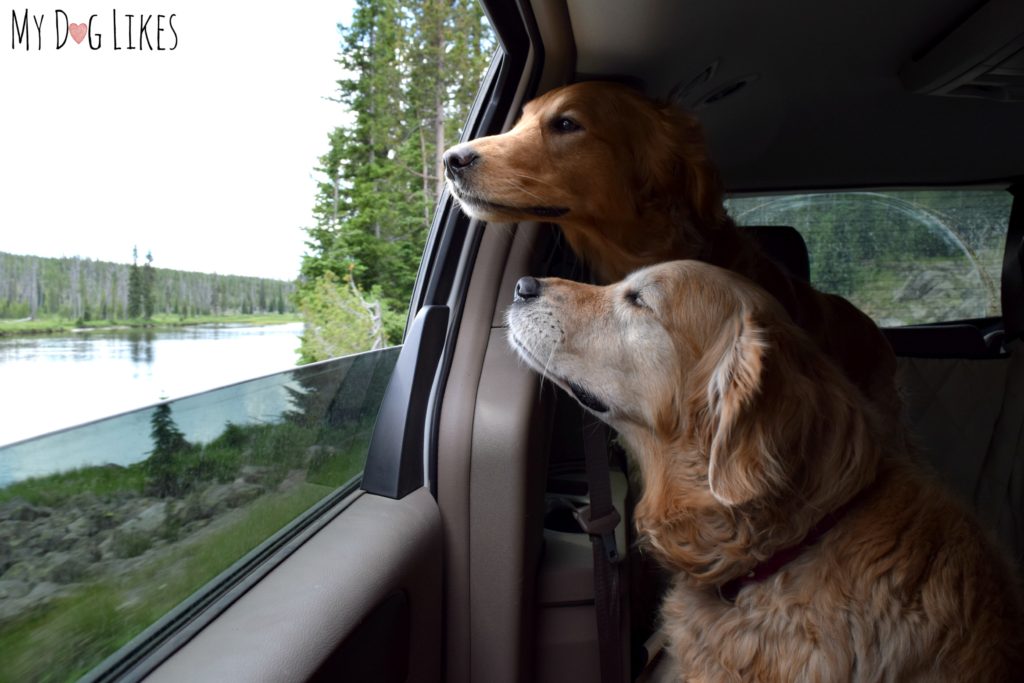 Dogs in Yellowstone - Driving the Grand Loop