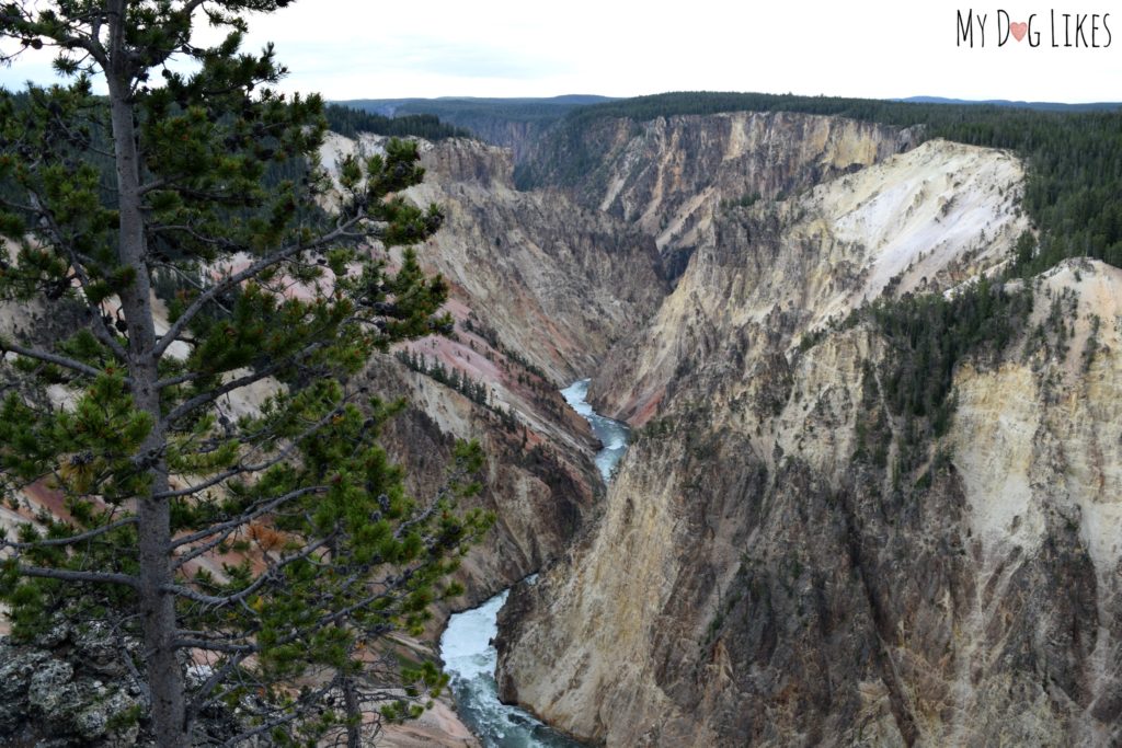 The Grand Canyone of the Yellowstone is between 800-1,200 feet deep and up to 4,000 feet across!