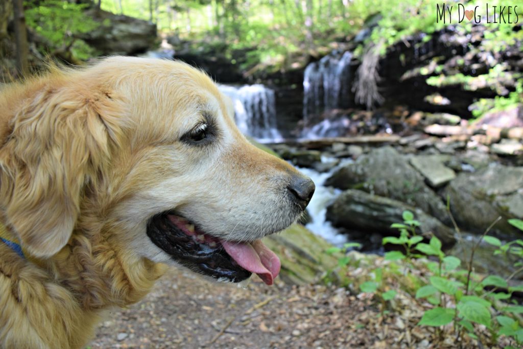 Rickett's Glen is a great place to hike with your dogs, though the Falls trail is very challenging!