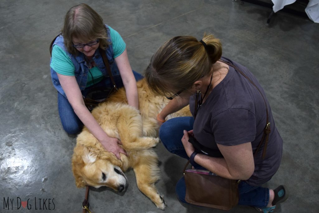 Harley demanding belly rubs from friends both old and new!