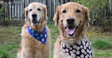 Harley and Charlie modeling their new dog bandannas