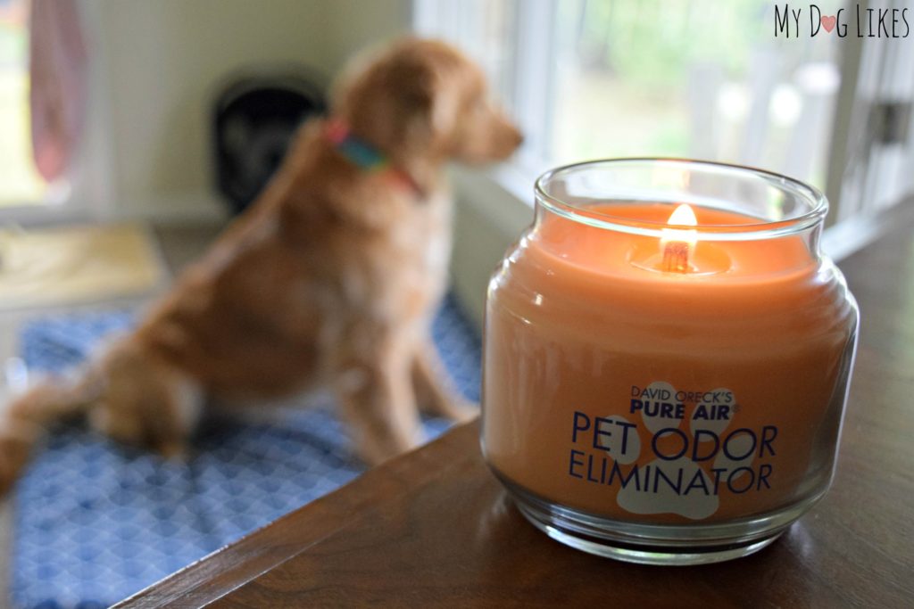 Pet eliminator clearance candles