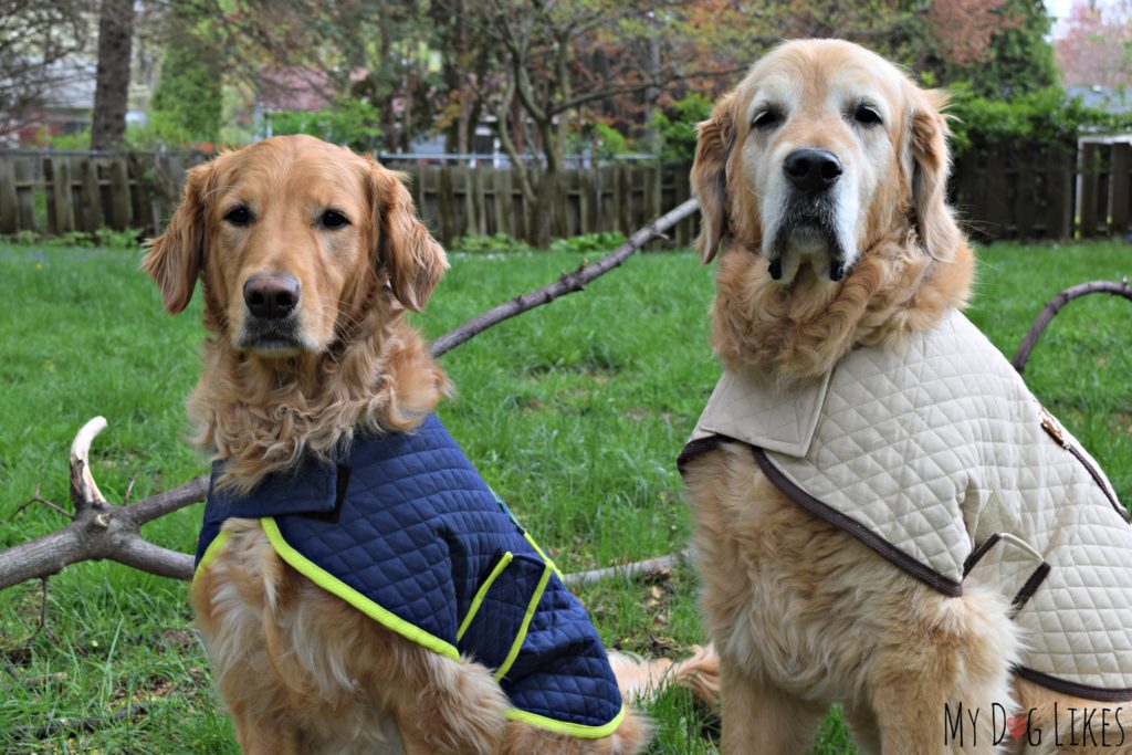 Harley and Charlie modeling their coats from D&M Dog Fashions