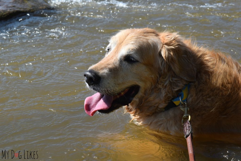 Harley cooling off in the James River at Belle Isle