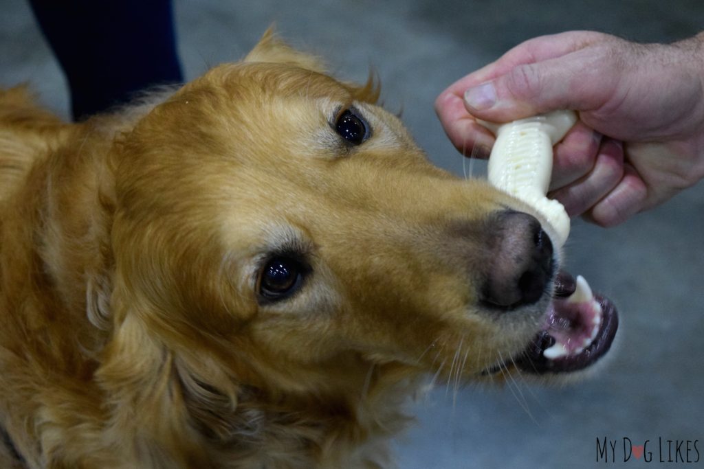 Charlie giving the new Red Alert Dog Chew a try