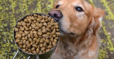 Sniffing out the Naked Dog food
