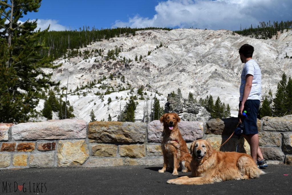 Dogs at Roaring Mountain