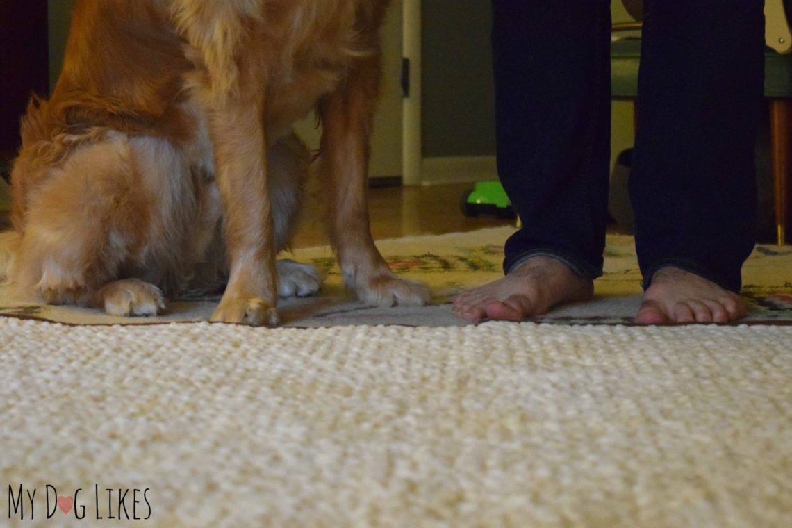 Establishing an Off Limits Area with Dog Boundary Training