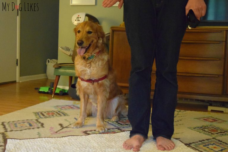 Establishing an Off Limits Area with Dog Boundary Training