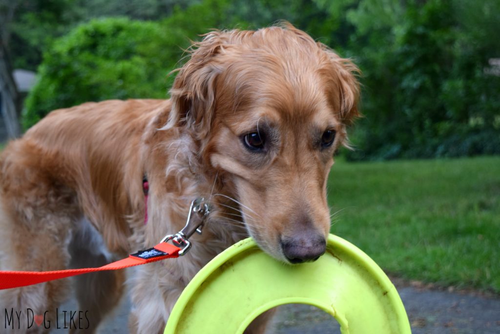 Dog carrying frisbee on walk