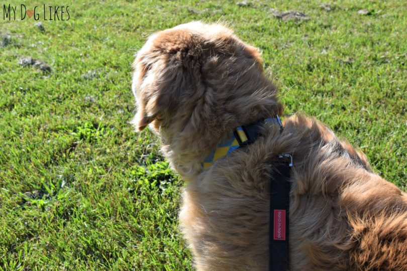 Staying In Control With A 2 Handle Dog Leash From Lucky Co   Dog Leash Review 810x540 