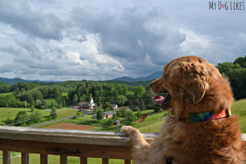 Overlooking gorgeous pastures with a view of Mount Mitchell