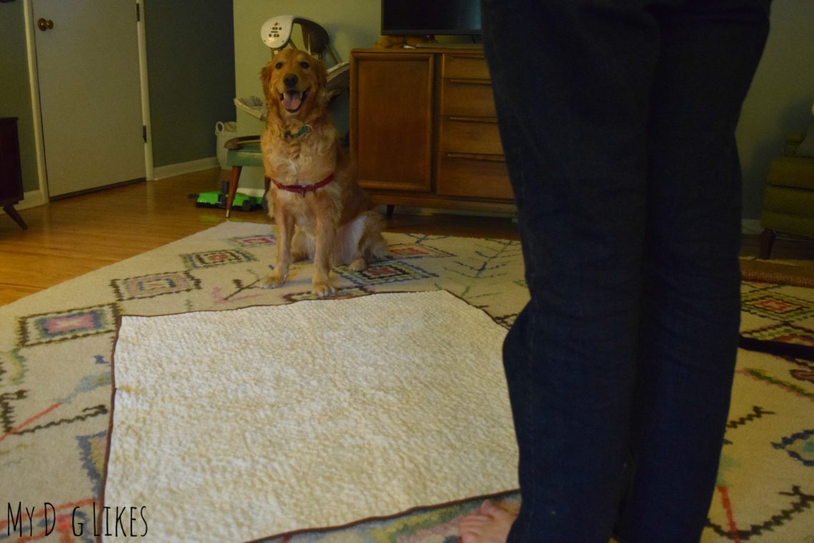 Establishing an Off Limits Area with Dog Boundary Training