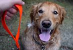 Bright neon dog leash