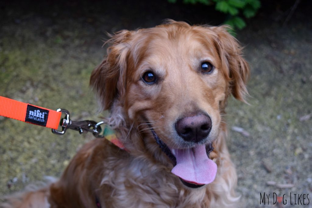 Charlie demonstrating the Nifti SafeLatch in our latest dog leash review