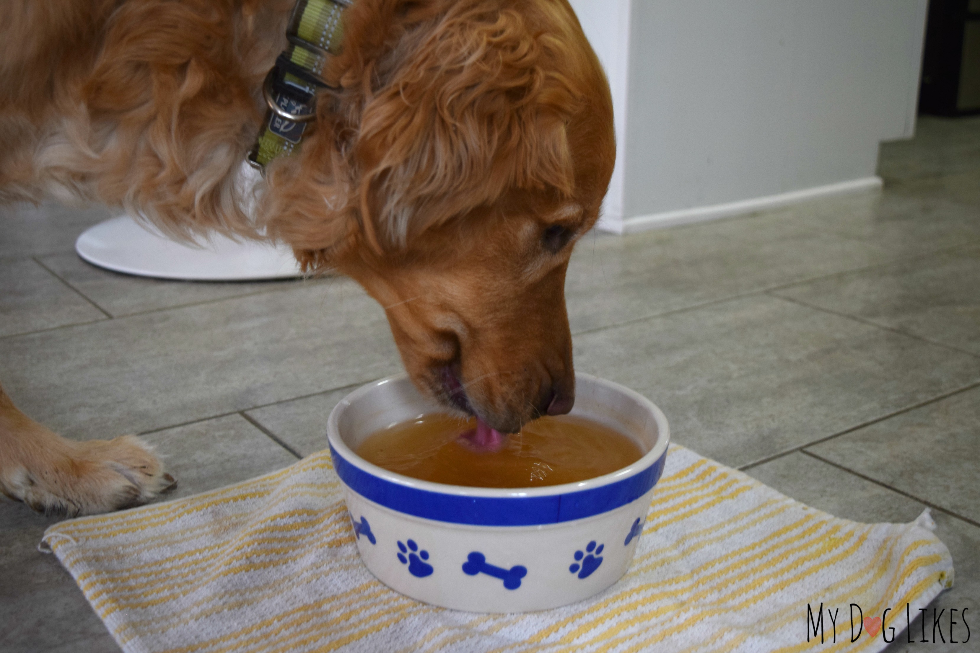 what to feed a dog with diarrhea