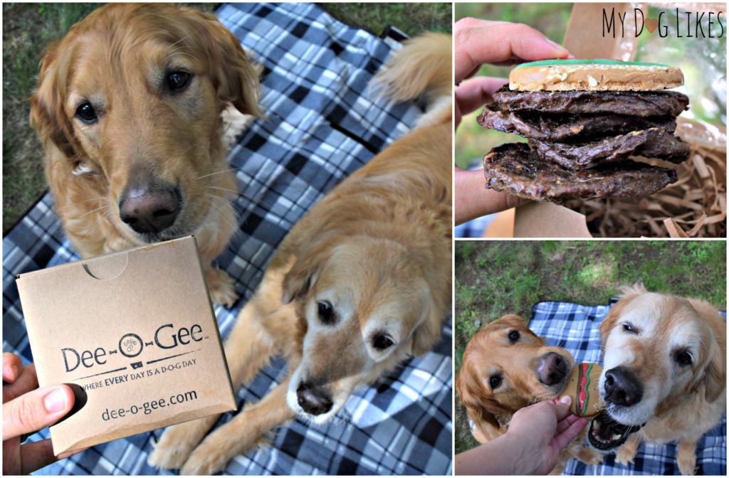 Harley and Charlie digging in to their dog hamburger from Dee-O-Gee