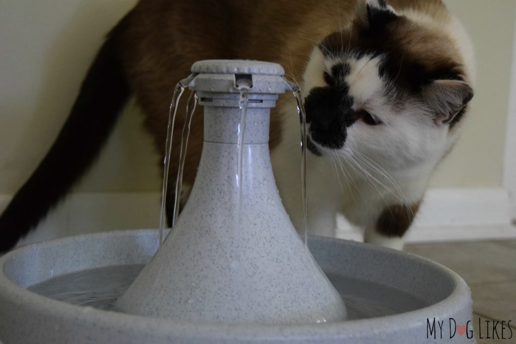 PetSafe water fountain for cats