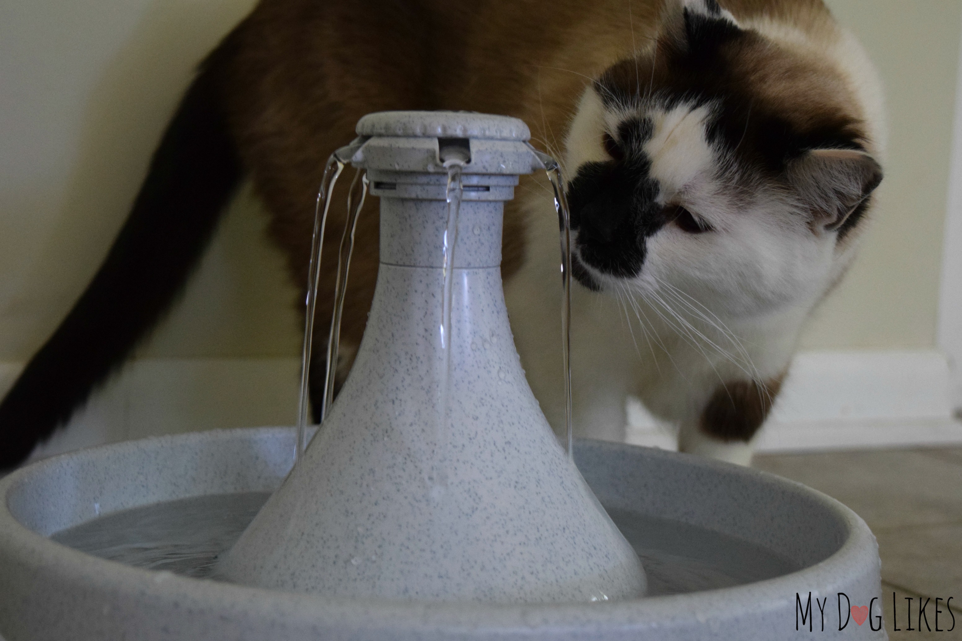 drinkwell-360-pet-fountain-review-room-for-everyone