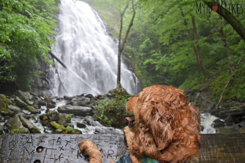 Golden Retriever Charlie admiring the view at Crabtree Falls in NC