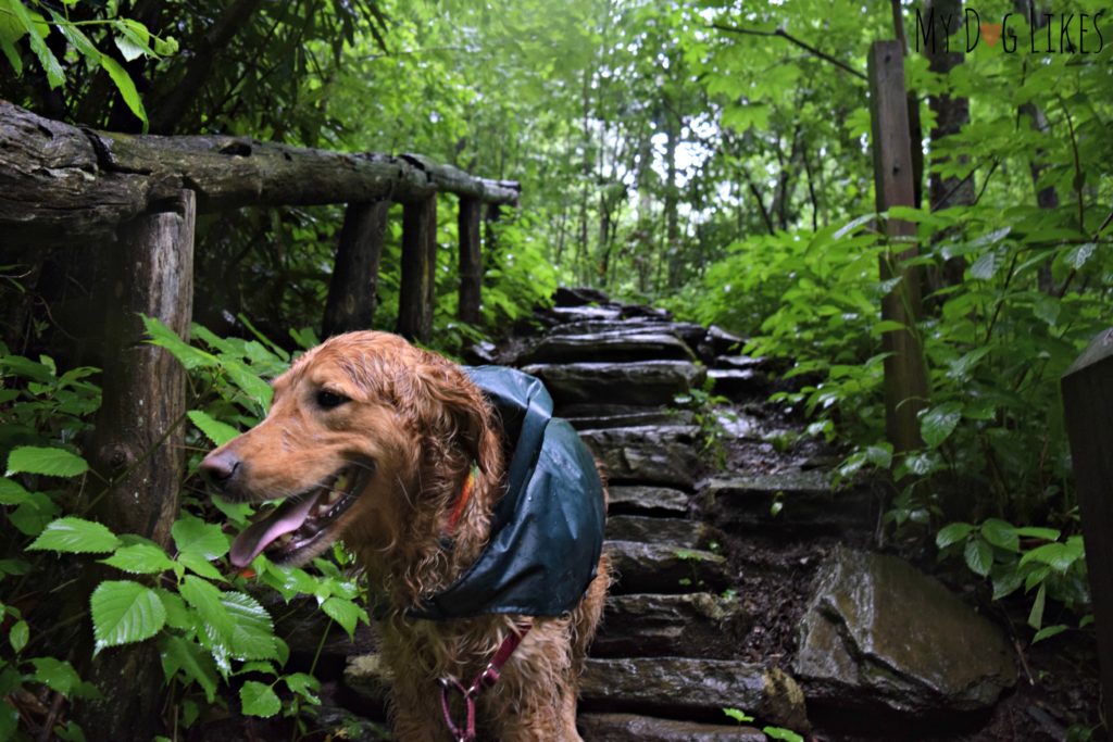 Navigating some of the narrow stone steps along the Crabtree Falls Trail