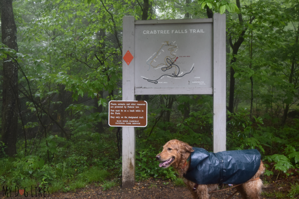 Charlie getting ready for a rainy hike at Crabtree Falls in North Carolina