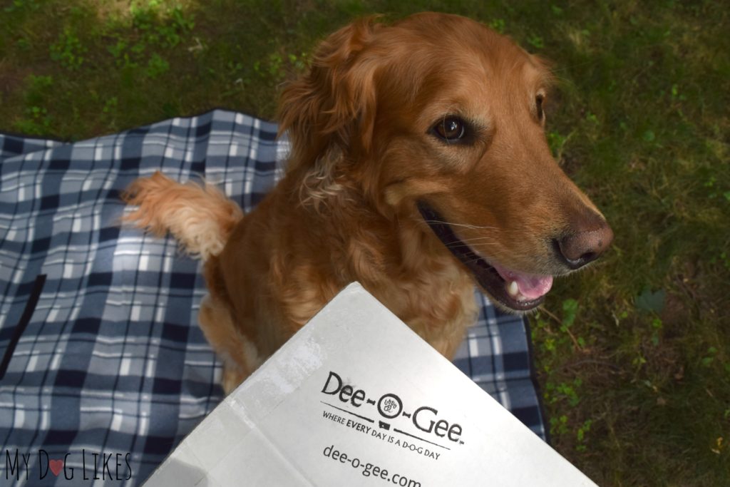 Charlie excited to see what's inside his latest Dee-O-Gee Dog Box!