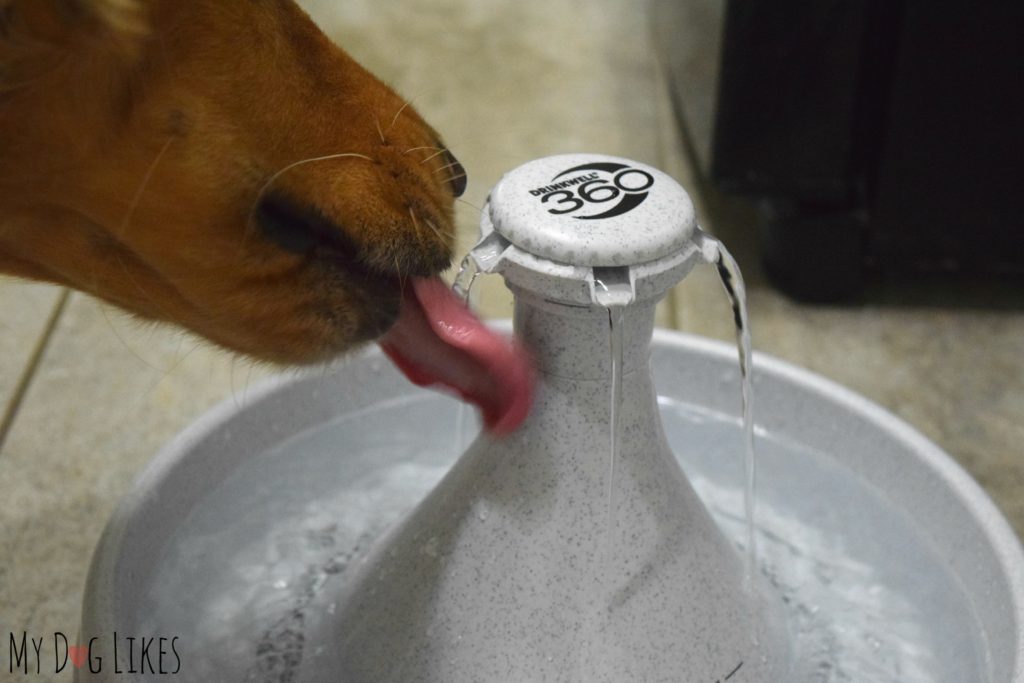 Golden Retriever drinking from dog water fountain