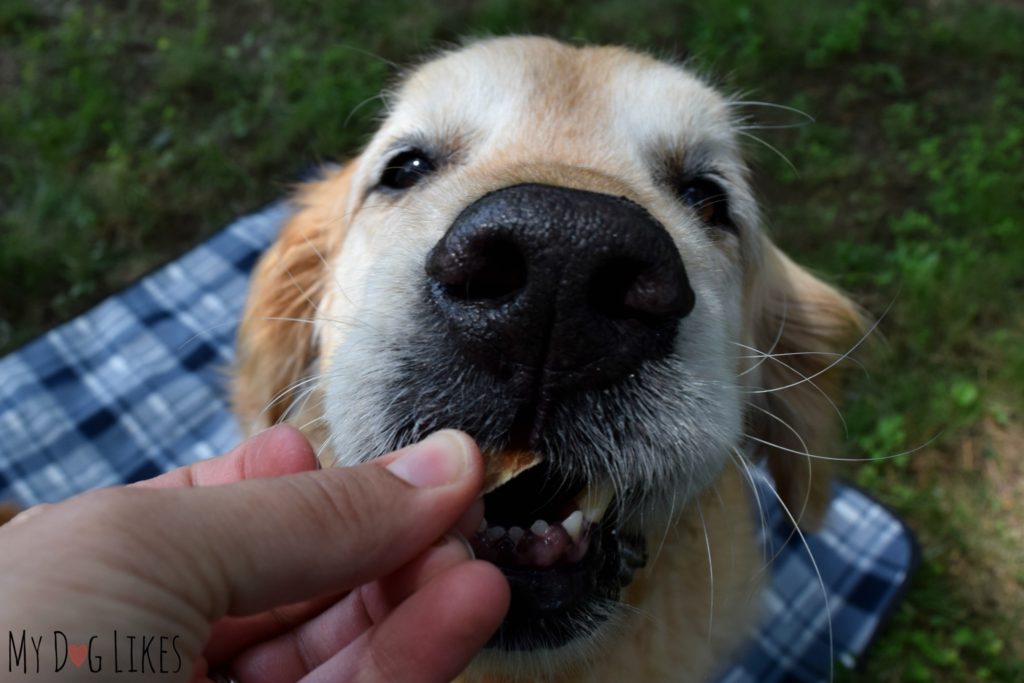 Dog nose close up