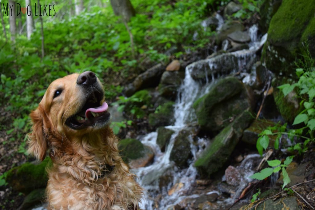 Charlie posing next to a small waterfall at Mill Creek Nature Park