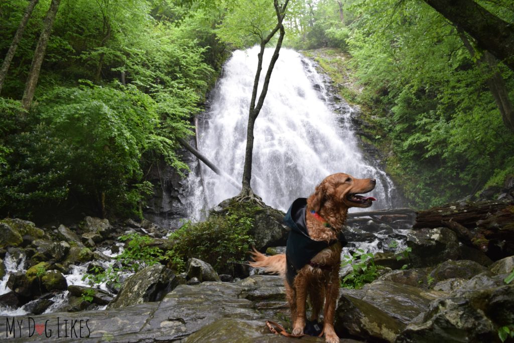 Dog at Crabtree Falls along the Blue Ridge Parkway