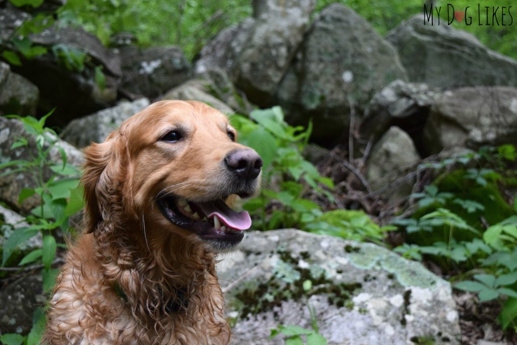 Our Golden Retriever Charlie posing with a large rock outcropping on the Butternut Trail