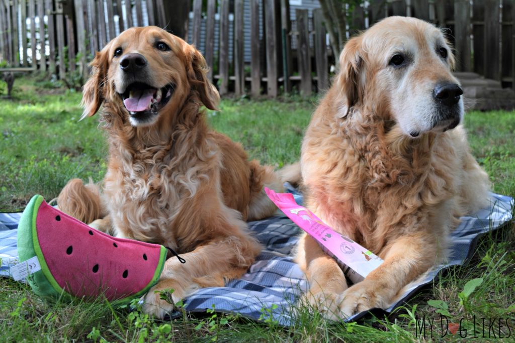 Harley and Charlie enjoying themselves at our dog picnic