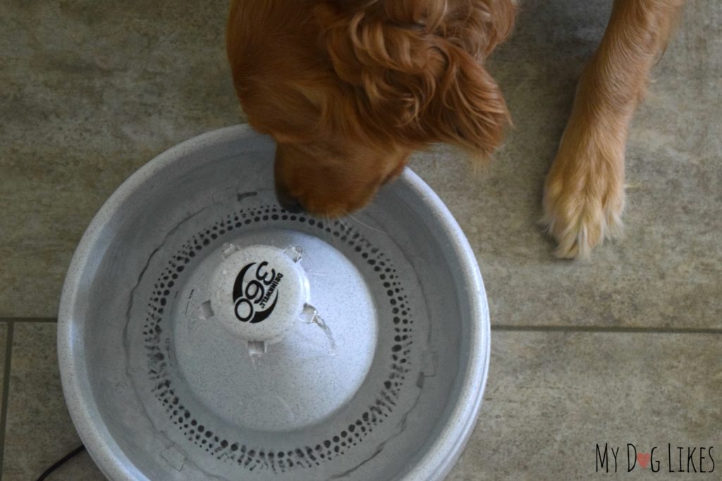 Charlie drinking from our large dog water fountain from PetSafe