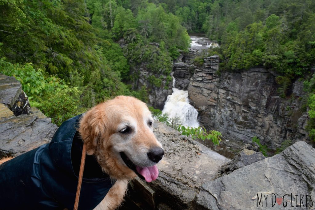 Taking in the Lower Falls from the Chimney View observation area