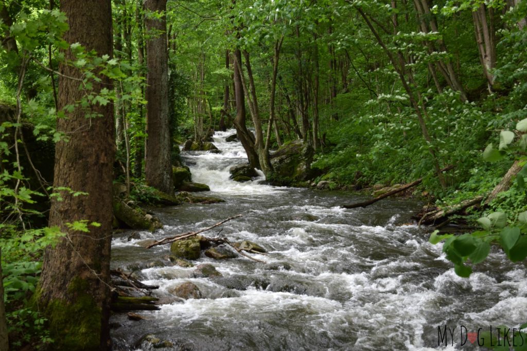 Mill Creek was running fast during our visit in late May