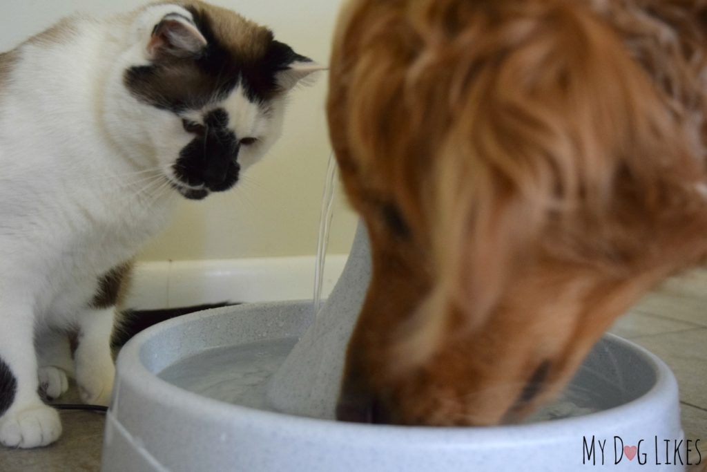 The Drinkwell fountain's 360 degree access makes it great for multi-pet homes