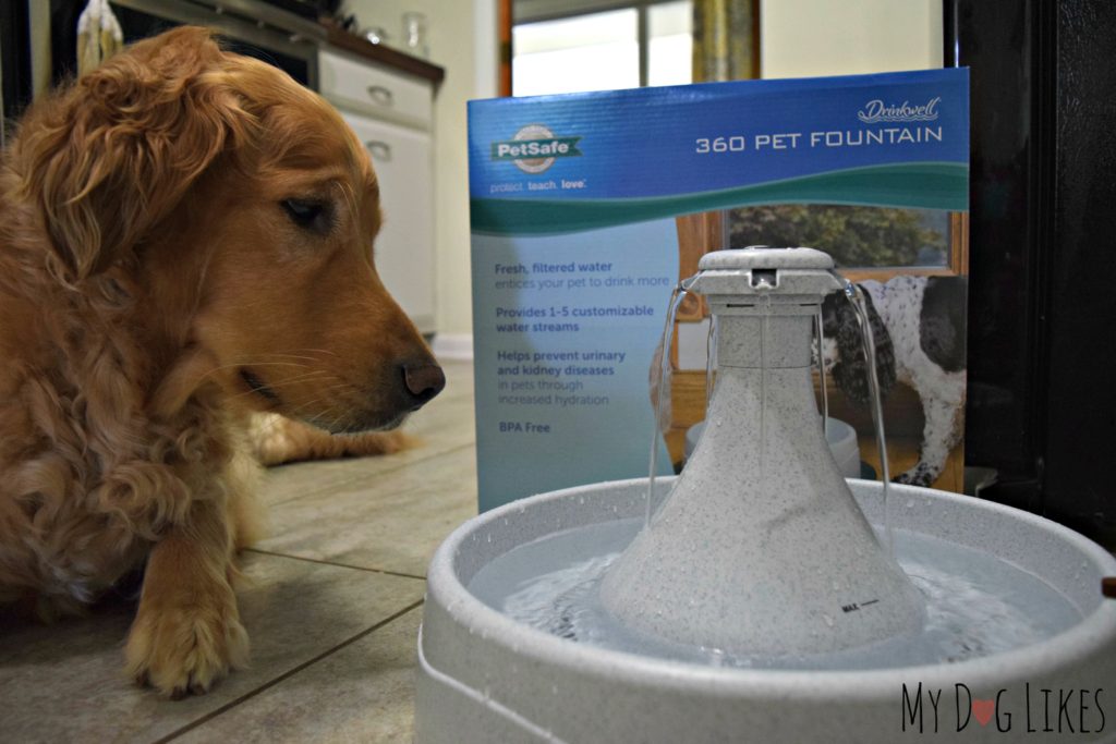Drinkwell 360 Pet Fountain Review from MyDogLikes
