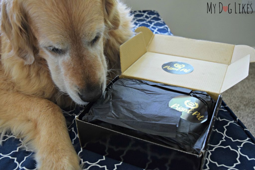 Charlie sniffing around his latest Prized Pet treat box trying to figure out whats inside!