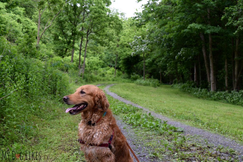 Heading out on the Butternut Trail at Mill Creek Park in Narrows, VA