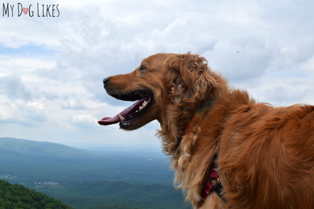 Charlie feeling the wind in his fur atop Humpback Rocks!