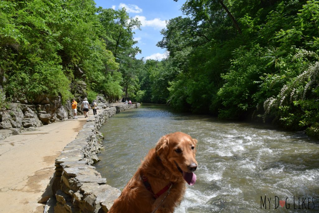 Charlie desperately wanted to take a dip in Cedar Creek!
