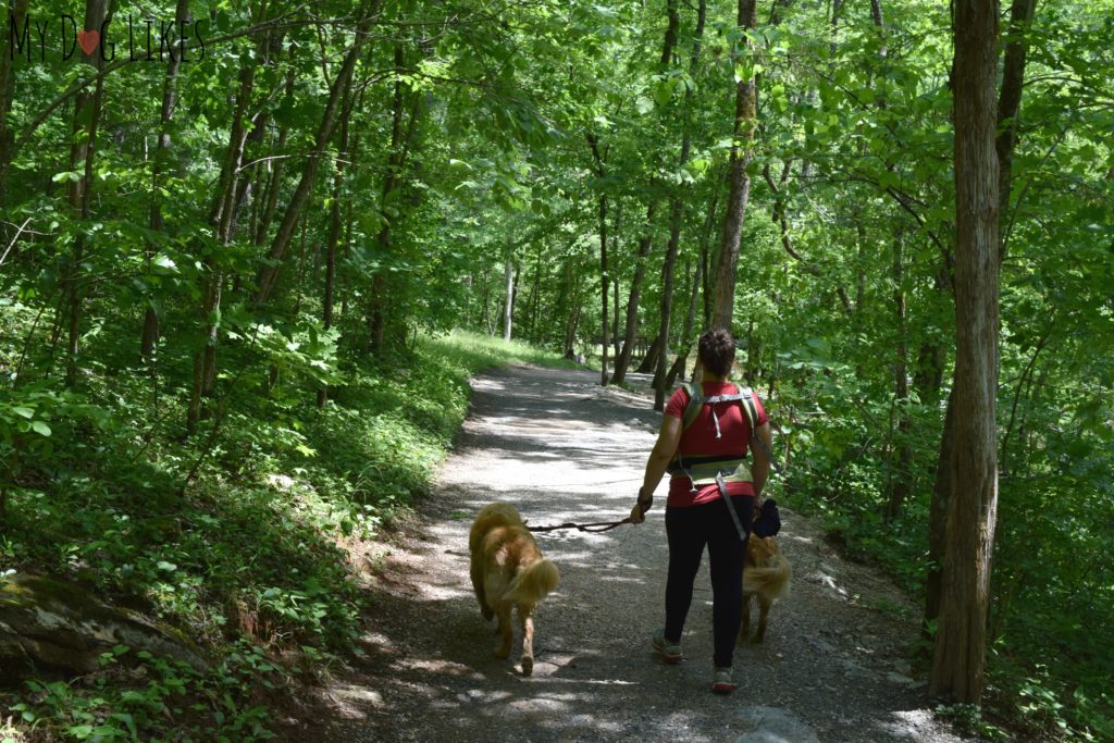 Walking along the Cedar Creek Trail with dogs