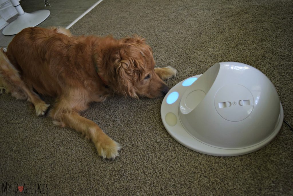 Charlie playing with the first game console for dogs