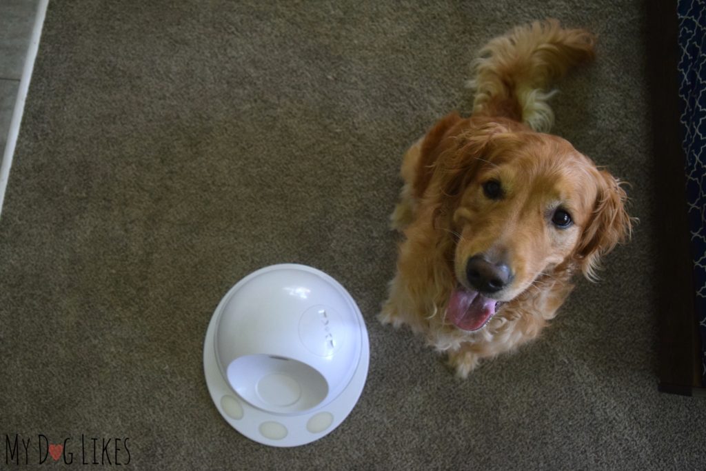 Charlie testing out the CleverPet for the official MyDogLikes review