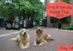 Visiting downtown Charlottesville with Dogs on the last day of our road trip.