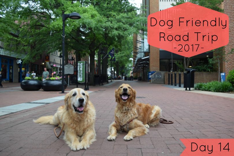 Visiting downtown Charlottesville with Dogs on the last day of our road trip.
